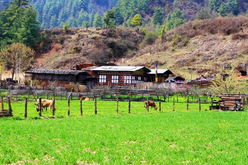 TOUR OPERATOR IN SIKKIM