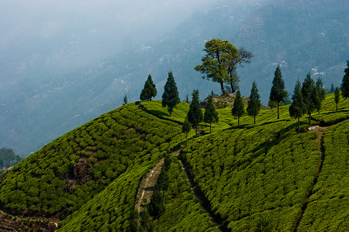 Happy Valley Tea Estate