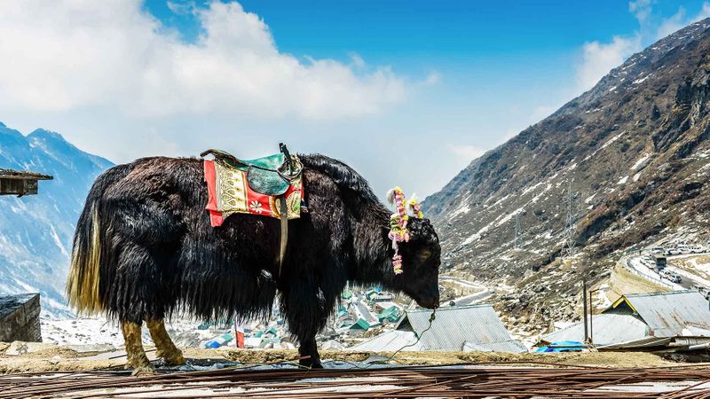 Incredible North East with Lachung