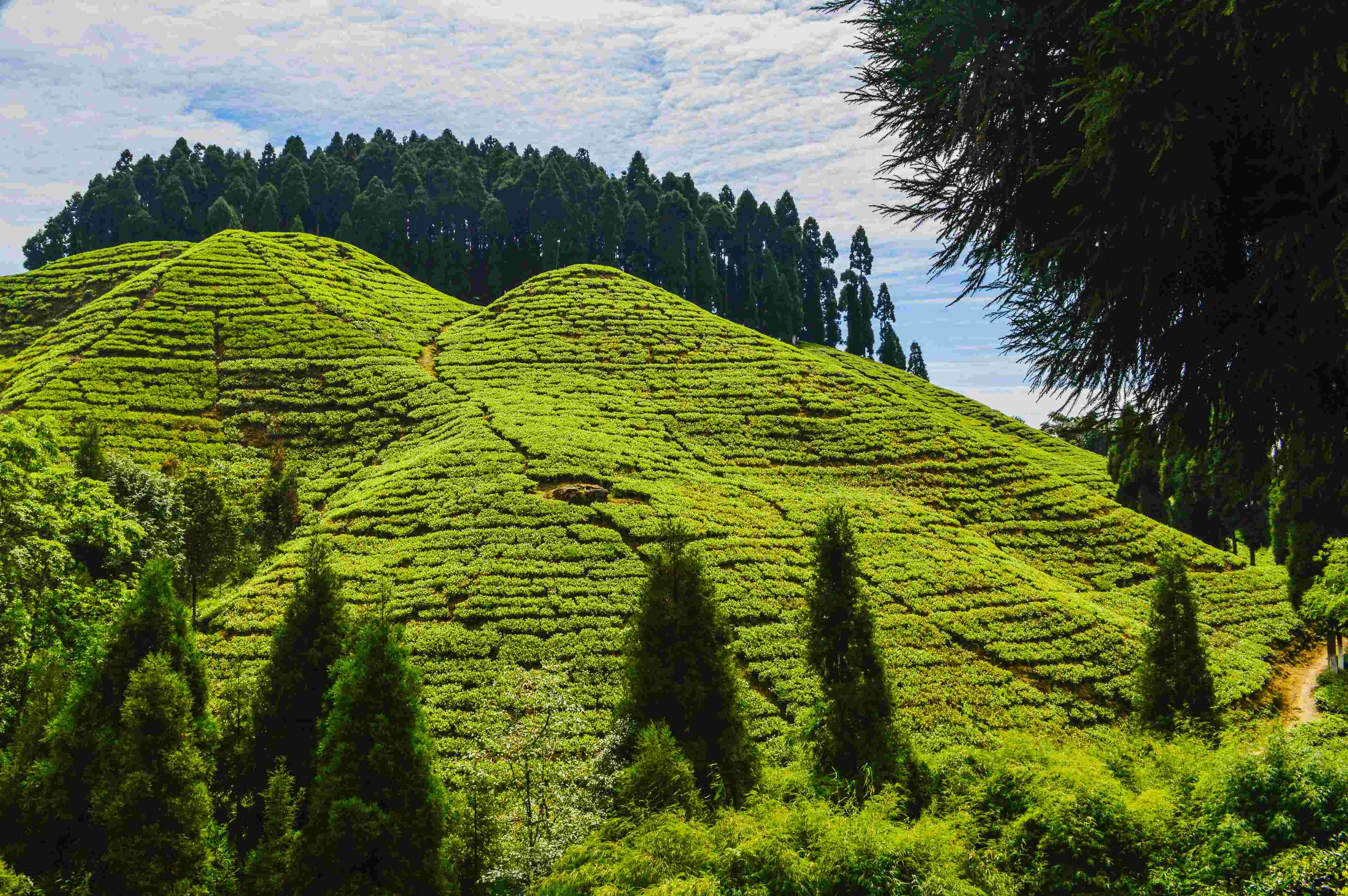 Darjeeling Tour Packages Under 3000 for Couple